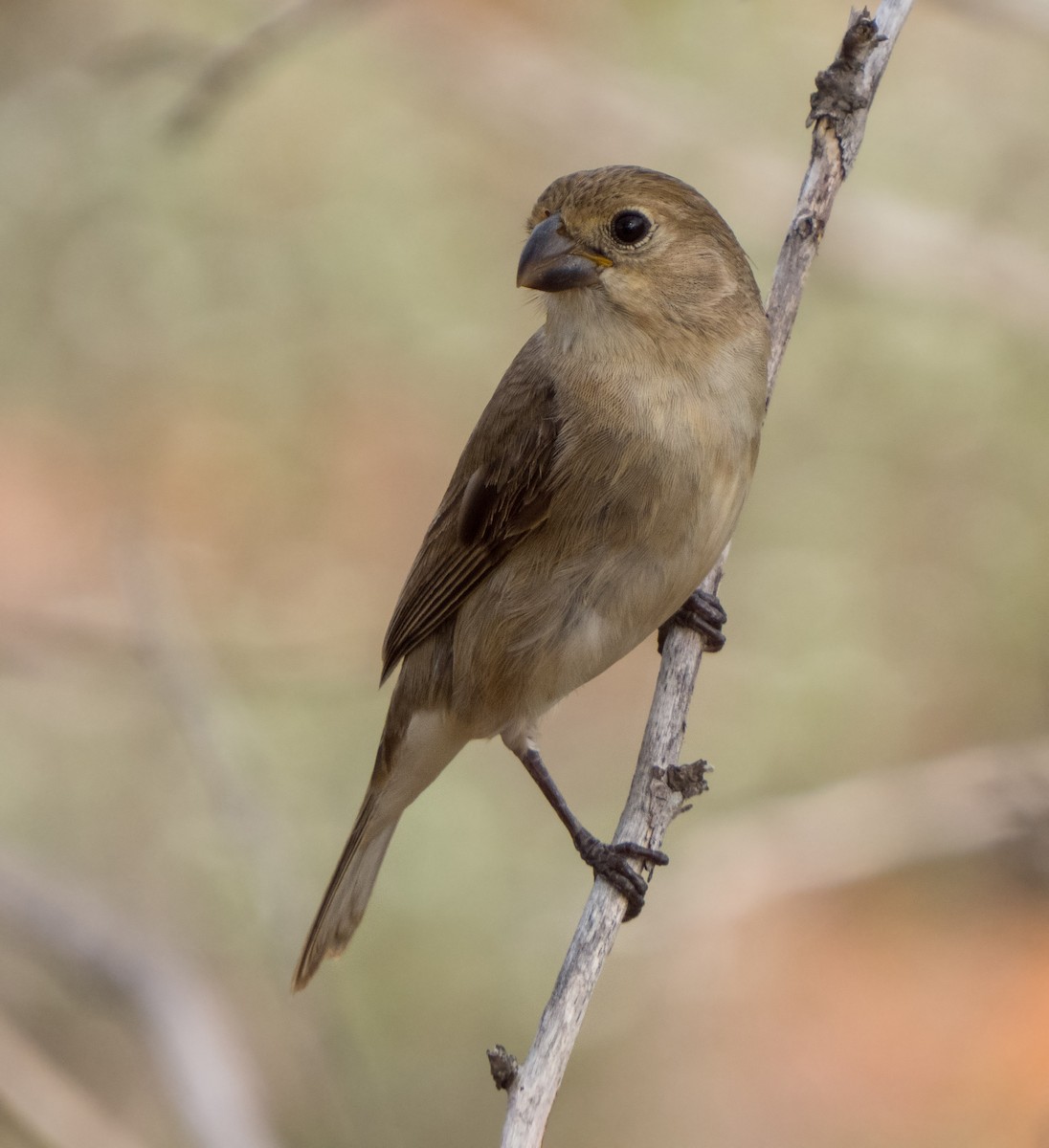 White-throated Seedeater - Breno Farias