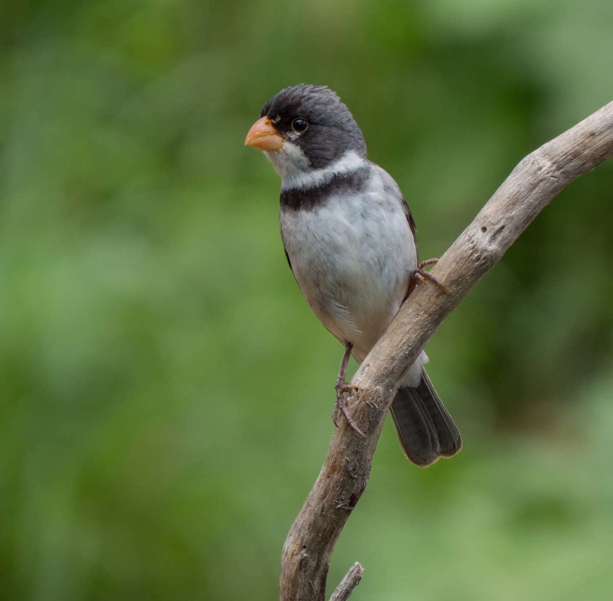 White-throated Seedeater - Breno Farias