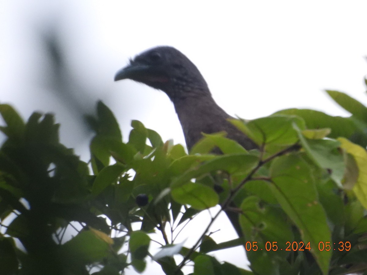 Rufous-vented Chachalaca - Cesar Lopez Bustamante