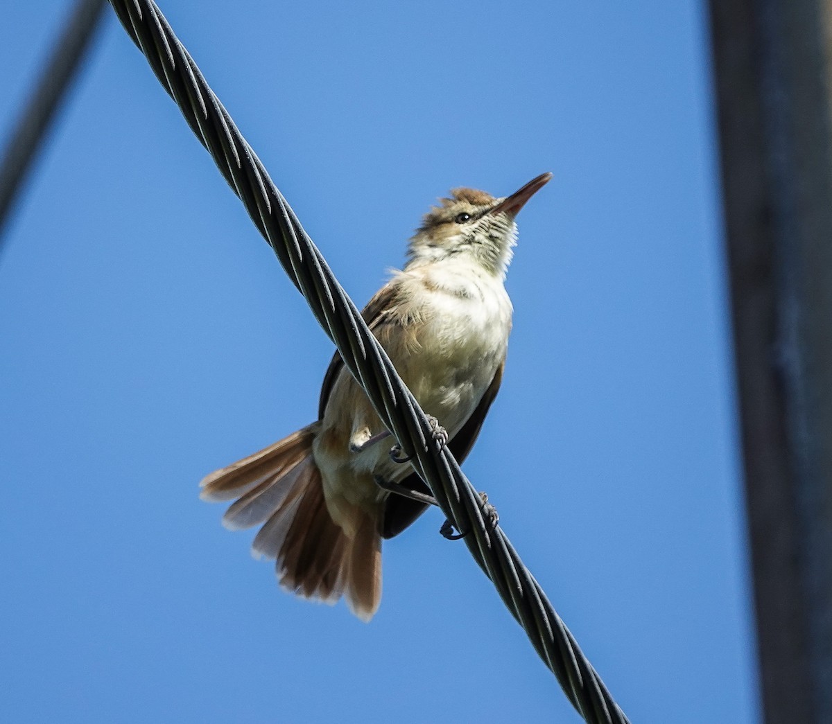 Caroline Reed Warbler - ML618514538