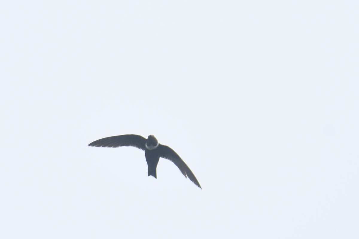 White-collared Swift - Luke Berg