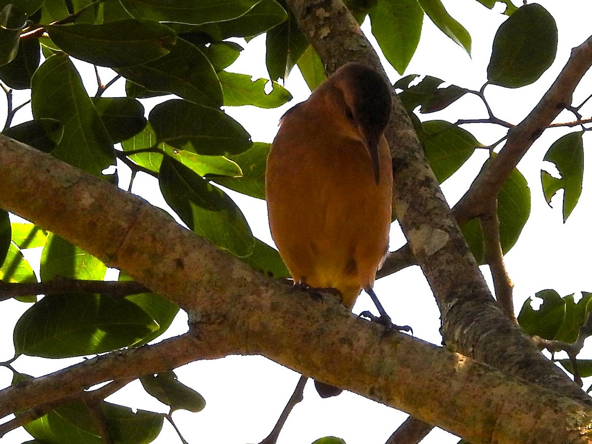 Chestnut-crowned Becard - Aldo Cruz