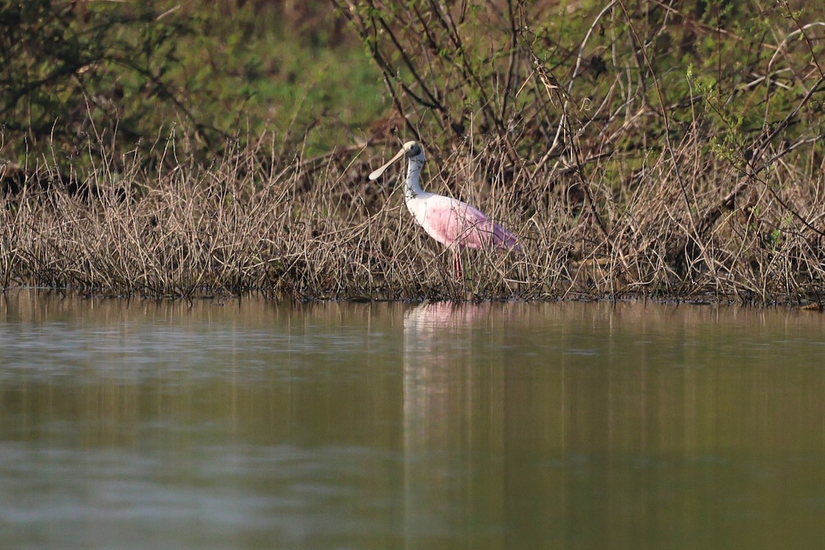 Roseate Spoonbill - ML618514565