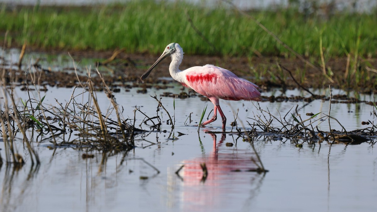 Roseate Spoonbill - ML618514567