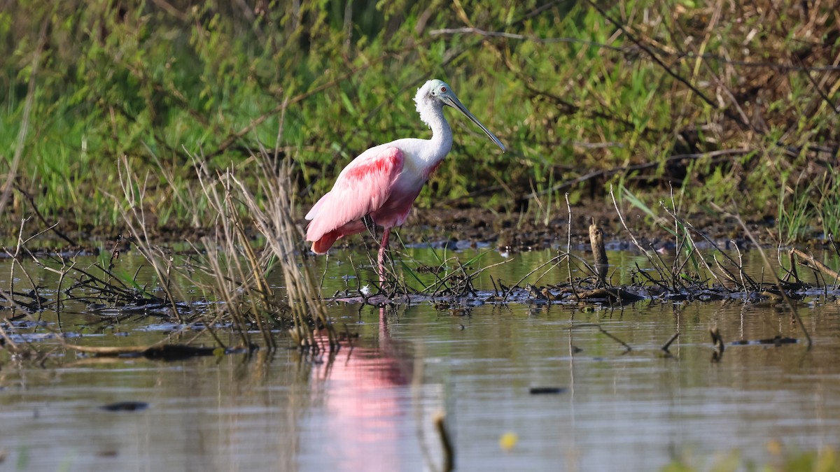 Roseate Spoonbill - ML618514569