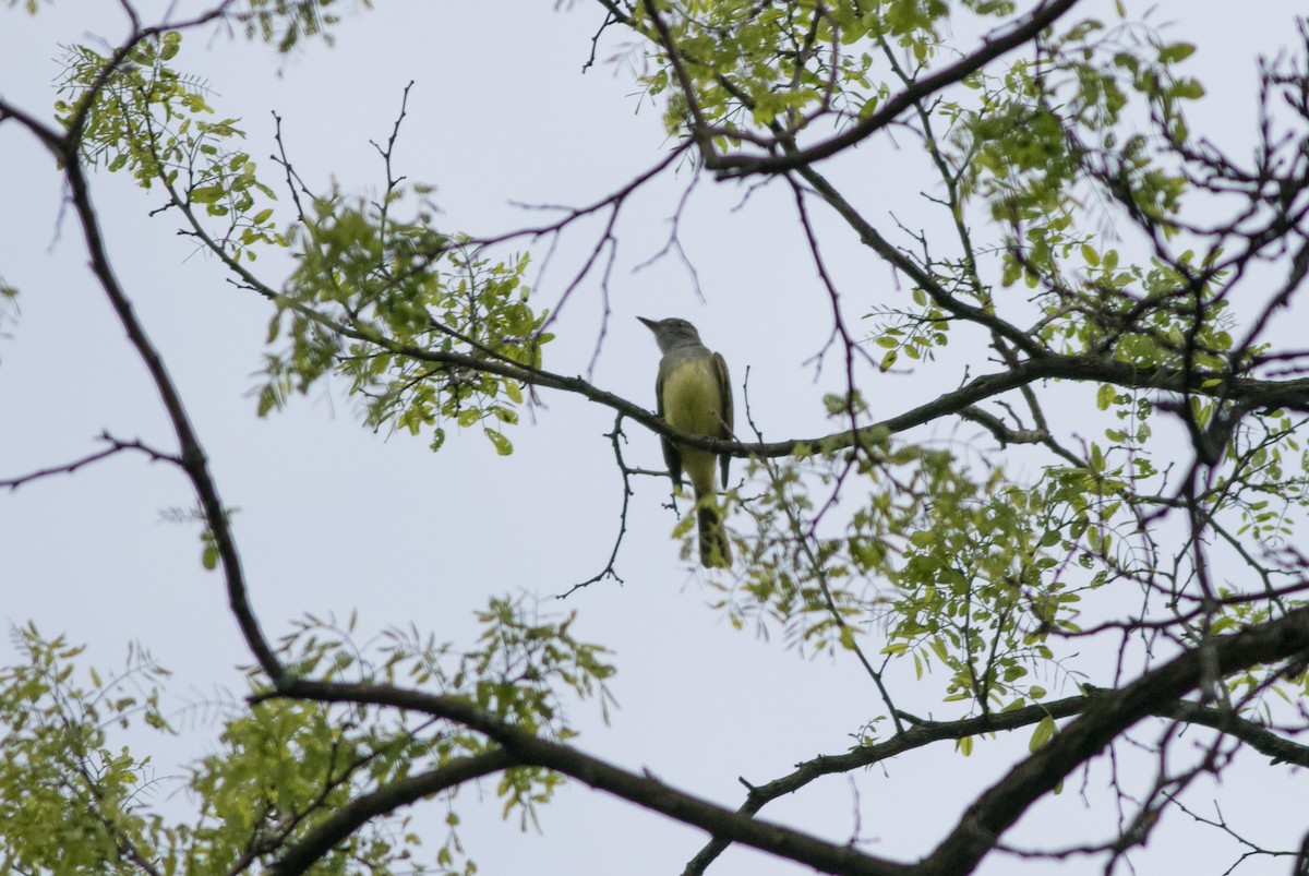 Great Crested Flycatcher - Mike Fialkovich