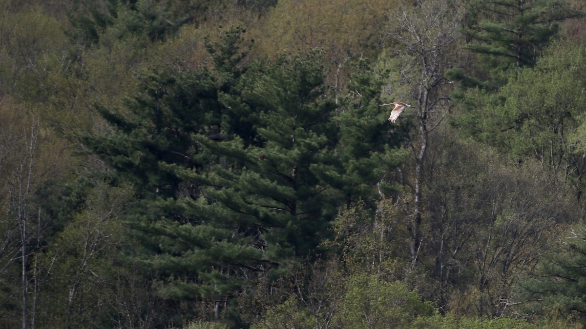 Sandhill Crane (tabida/rowani) - John Garrett