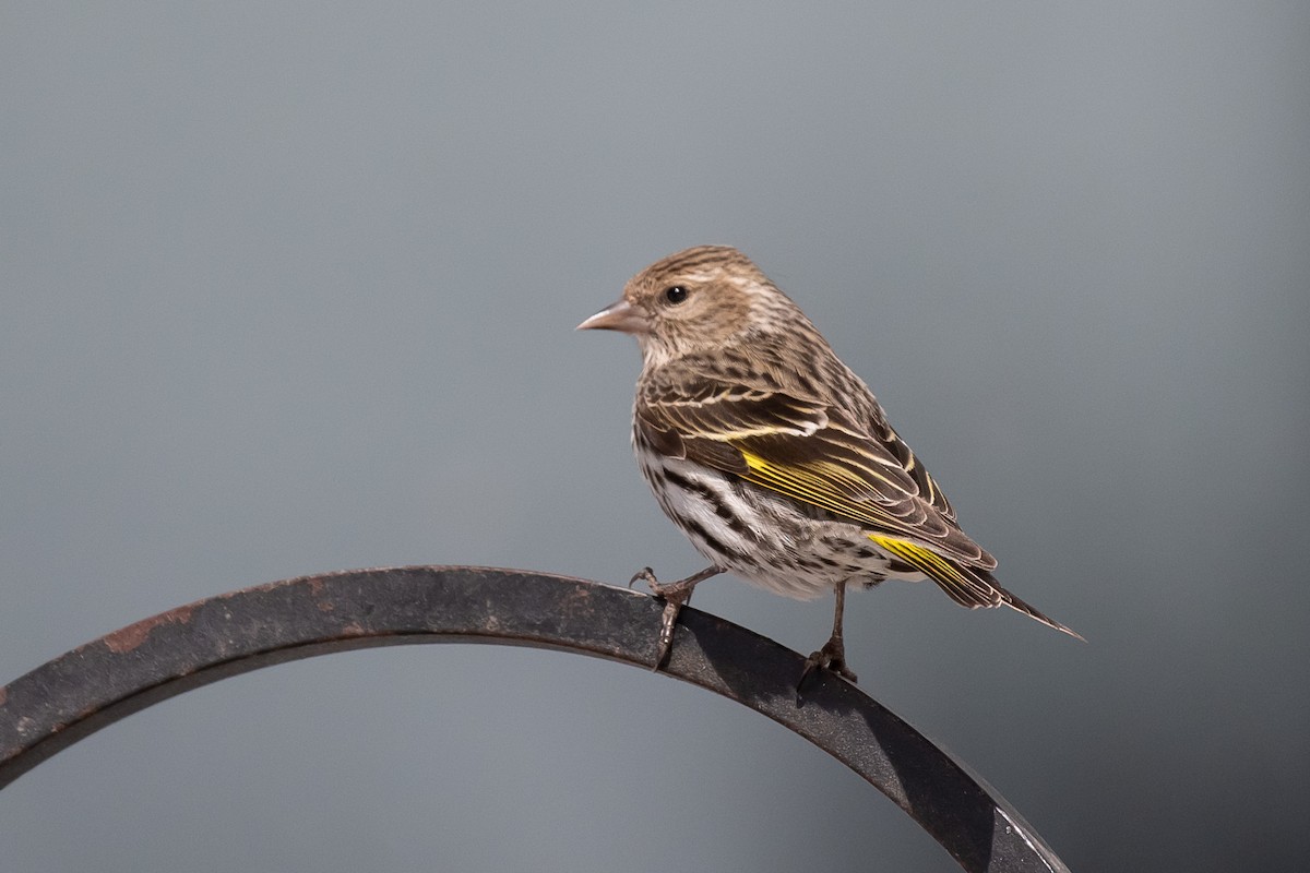 Pine Siskin - ML618514594