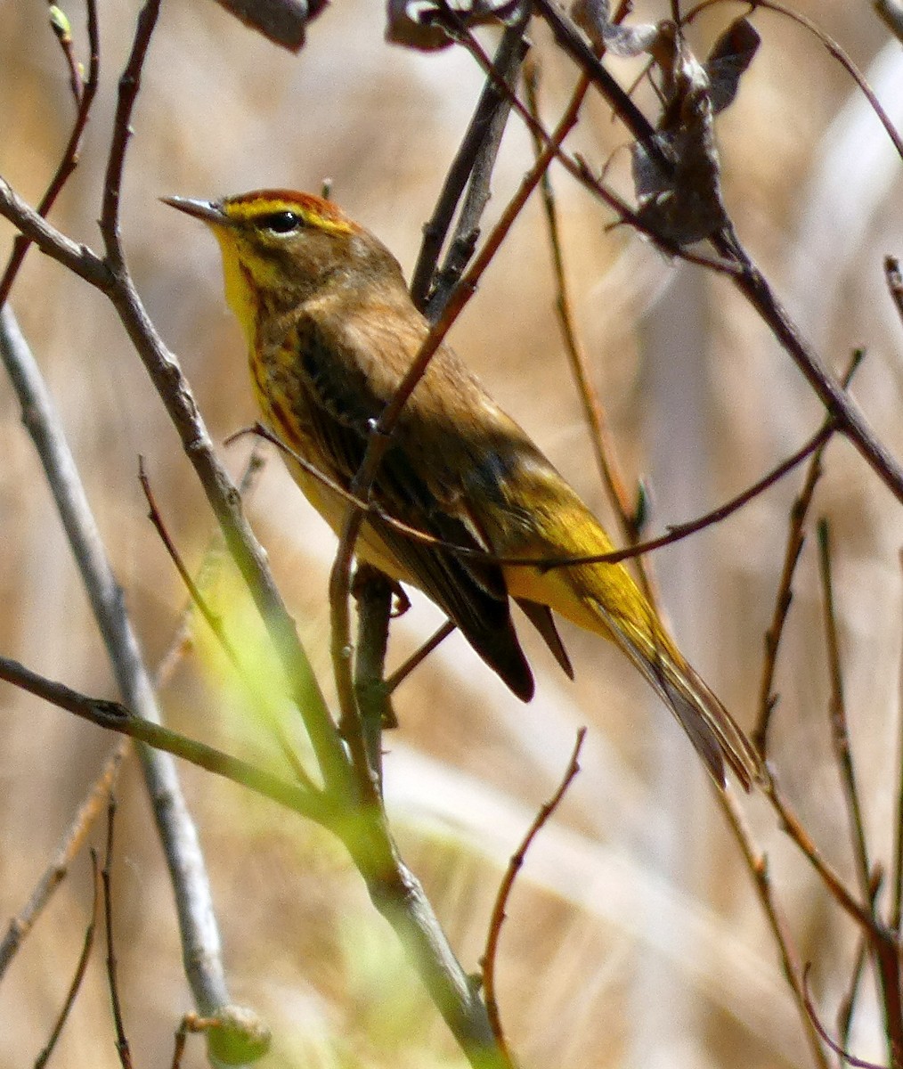 Palm Warbler - Paul Lender