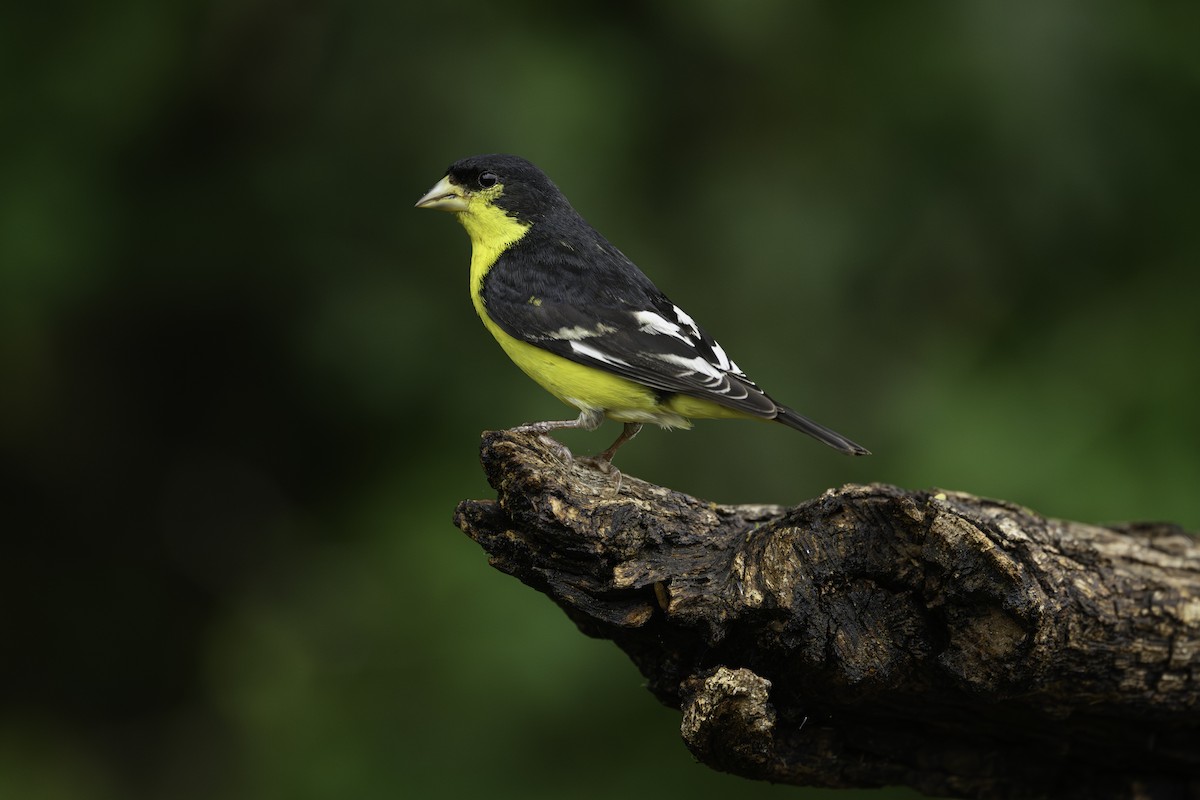 Lesser Goldfinch - ML618514604