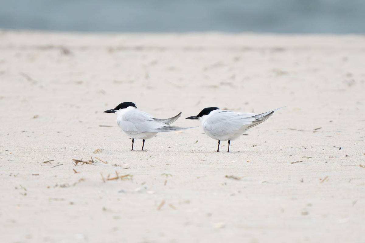 Gull-billed Tern - ML618514628