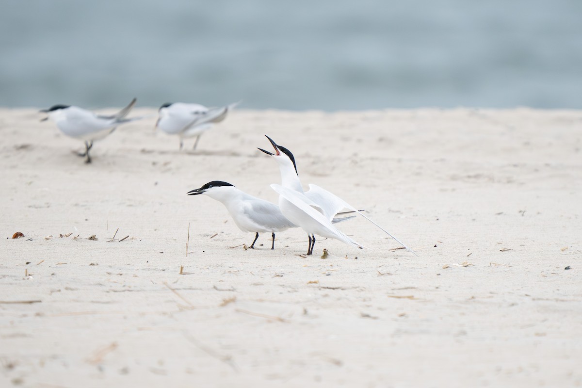 Gull-billed Tern - ML618514630