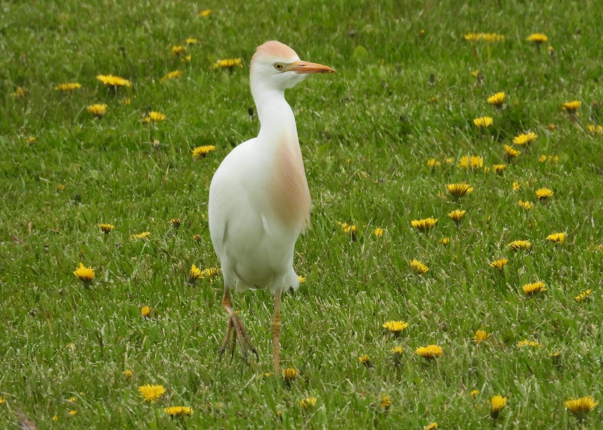 Чапля єгипетська (підвид ibis) - ML618514649