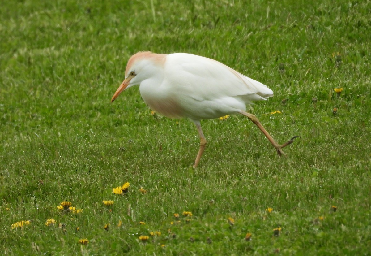 Чапля єгипетська (підвид ibis) - ML618514658