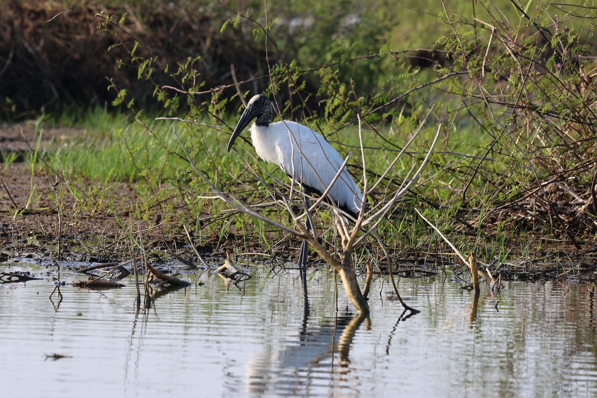 Wood Stork - ML618514712