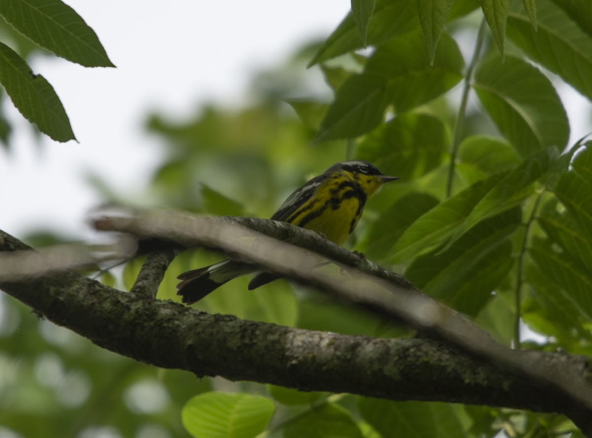 Magnolia Warbler - ML618514737