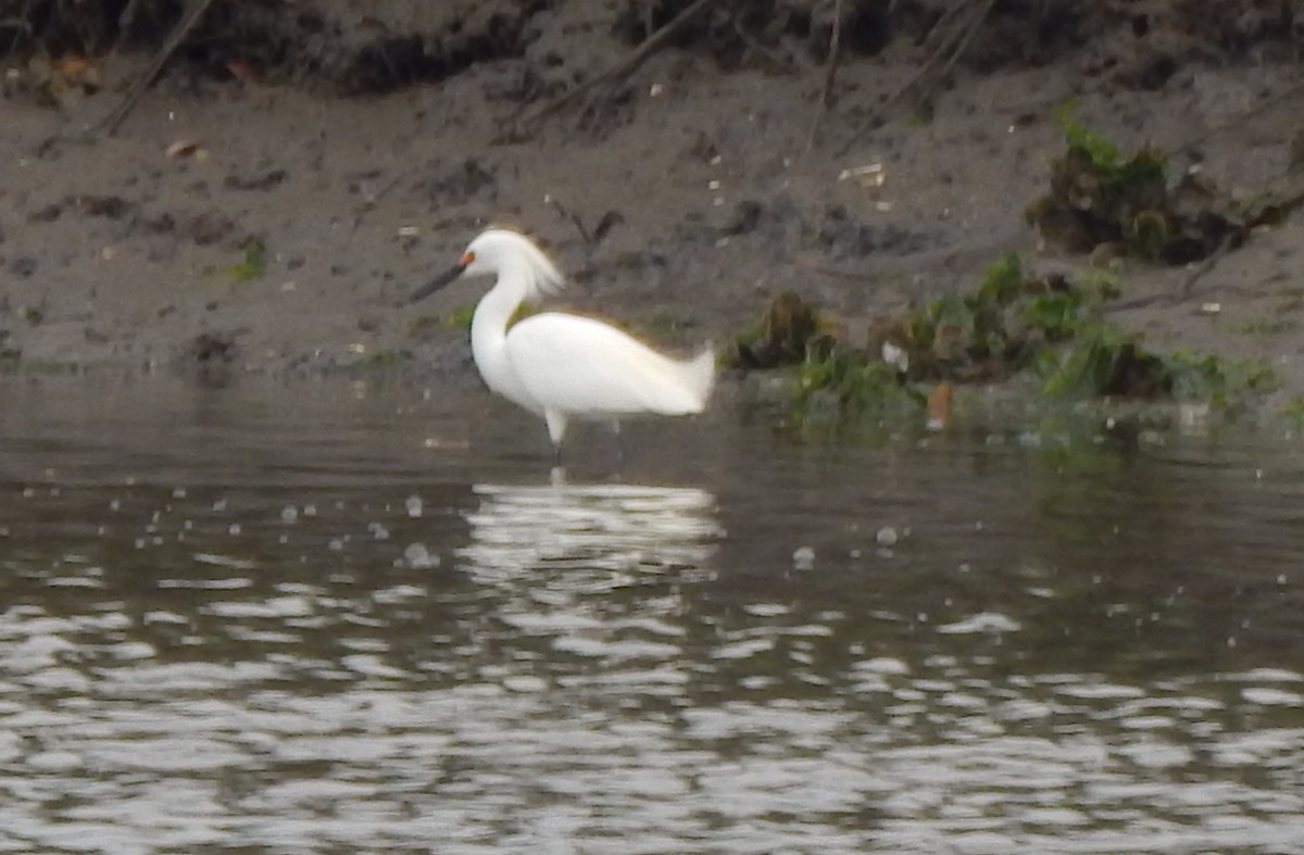 Snowy Egret - ML618514740