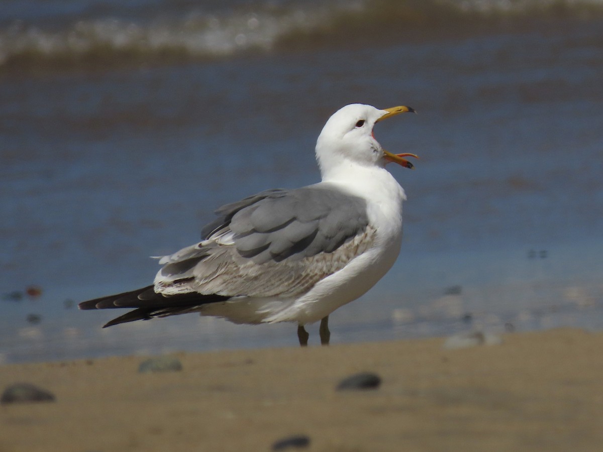 Gaviota Californiana - ML618514756