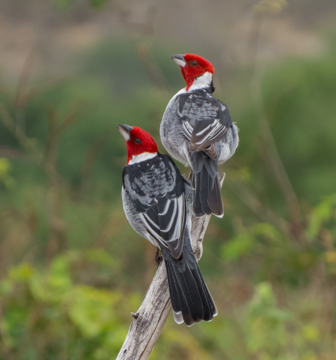 Red-cowled Cardinal - Breno Farias