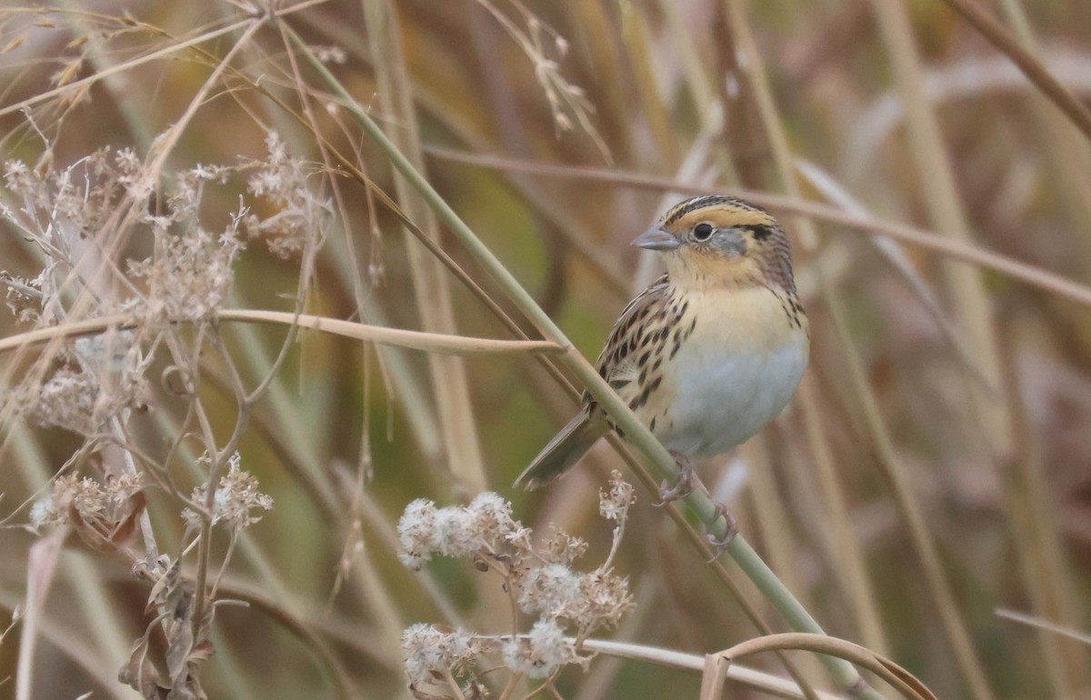 LeConte's Sparrow - Joshua Uffman