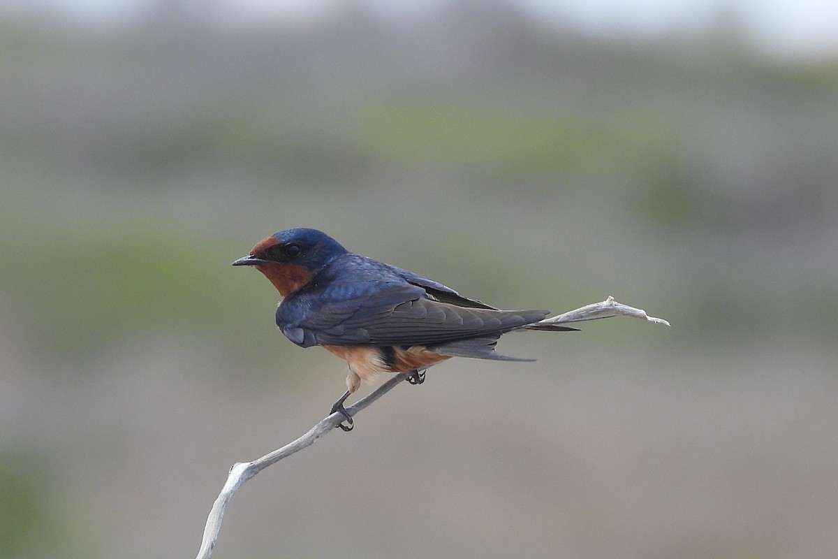 Barn Swallow - ML618514815