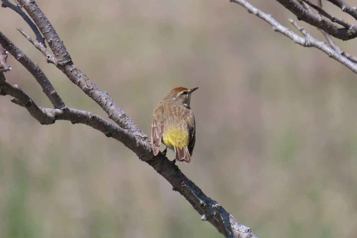 Palm Warbler - Lydia Nelson