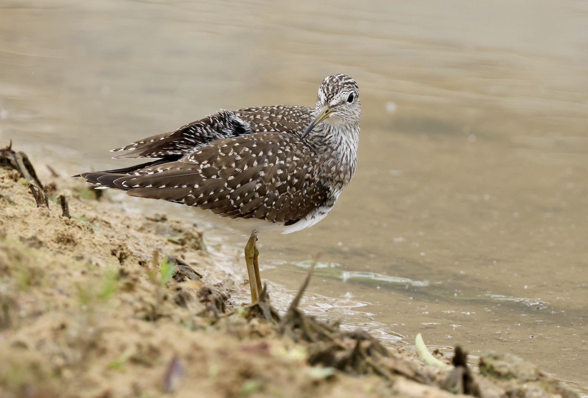 Solitary Sandpiper - Grace Simms  🐦‍⬛