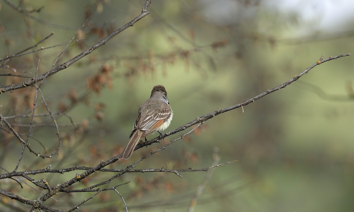 Ash-throated Flycatcher - Hampus Sandberg