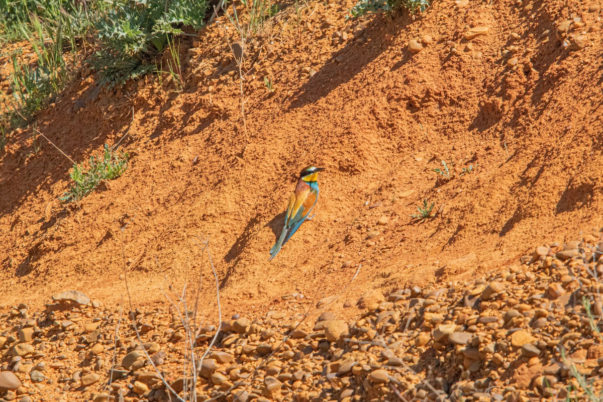 European Bee-eater - Rubén de Prado Jimeno