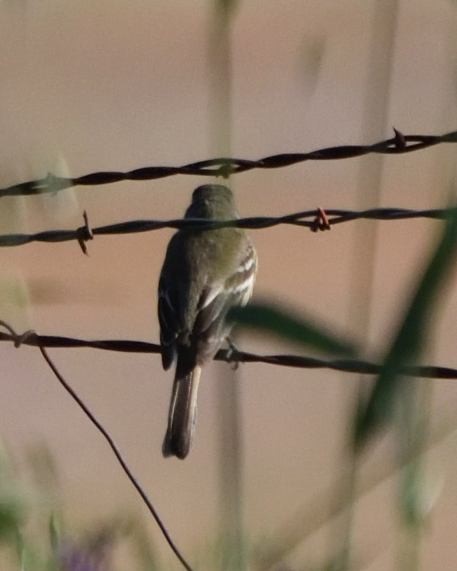 Gray Flycatcher - Barbara Peck