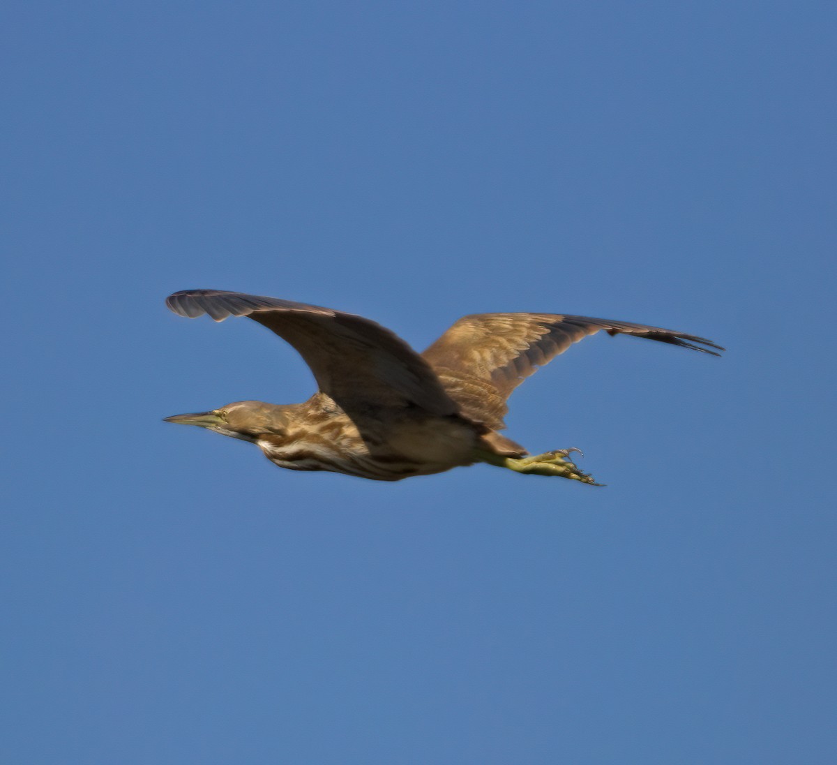 American Bittern - Tim Hoo