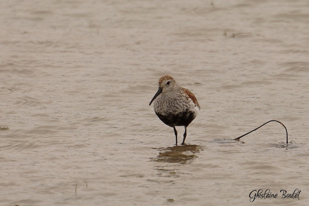 Dunlin - Réal Boulet 🦆