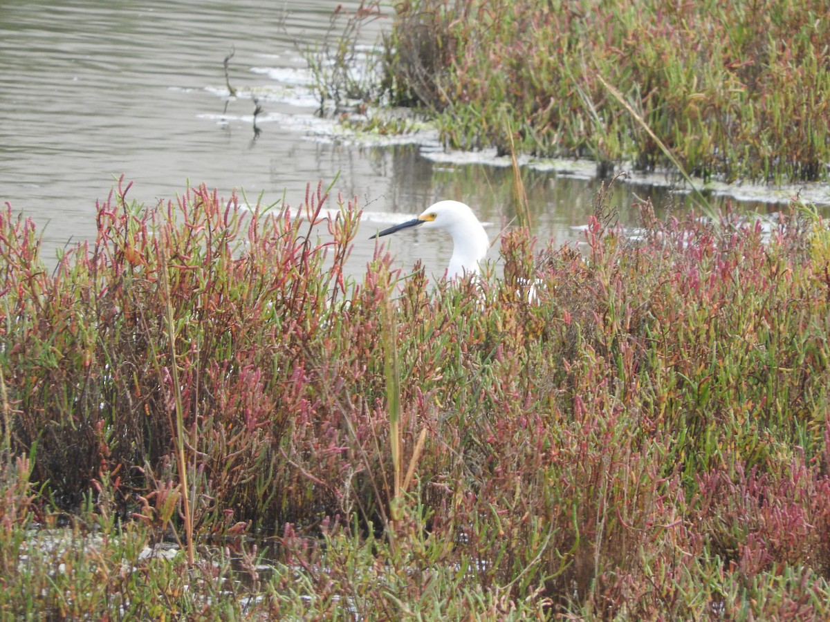 Snowy Egret - Todd A. Watkins