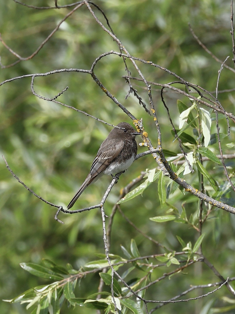 Black Phoebe - Hampus Sandberg