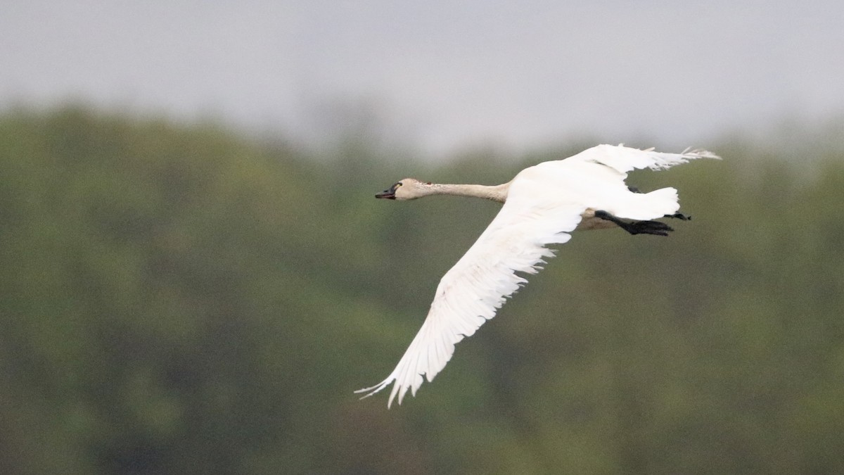 Tundra Swan (Whistling) - ML618515086