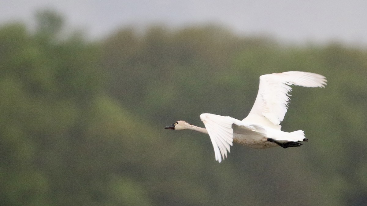 labuť malá (ssp. columbianus) - ML618515087