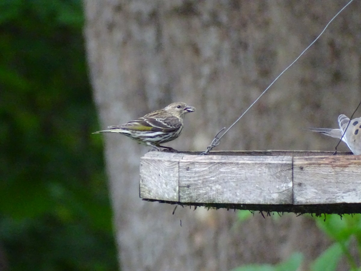 Pine Siskin - ML618515097