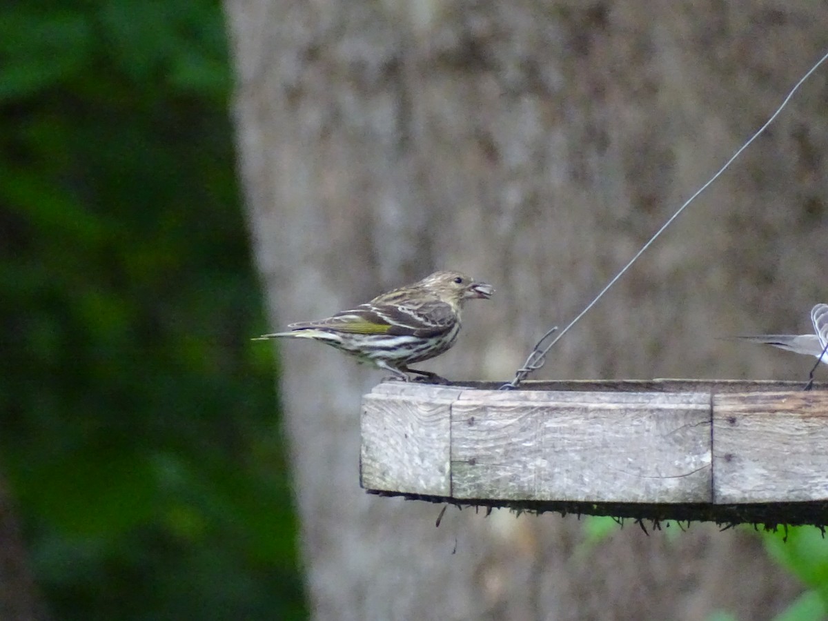 Pine Siskin - ML618515098