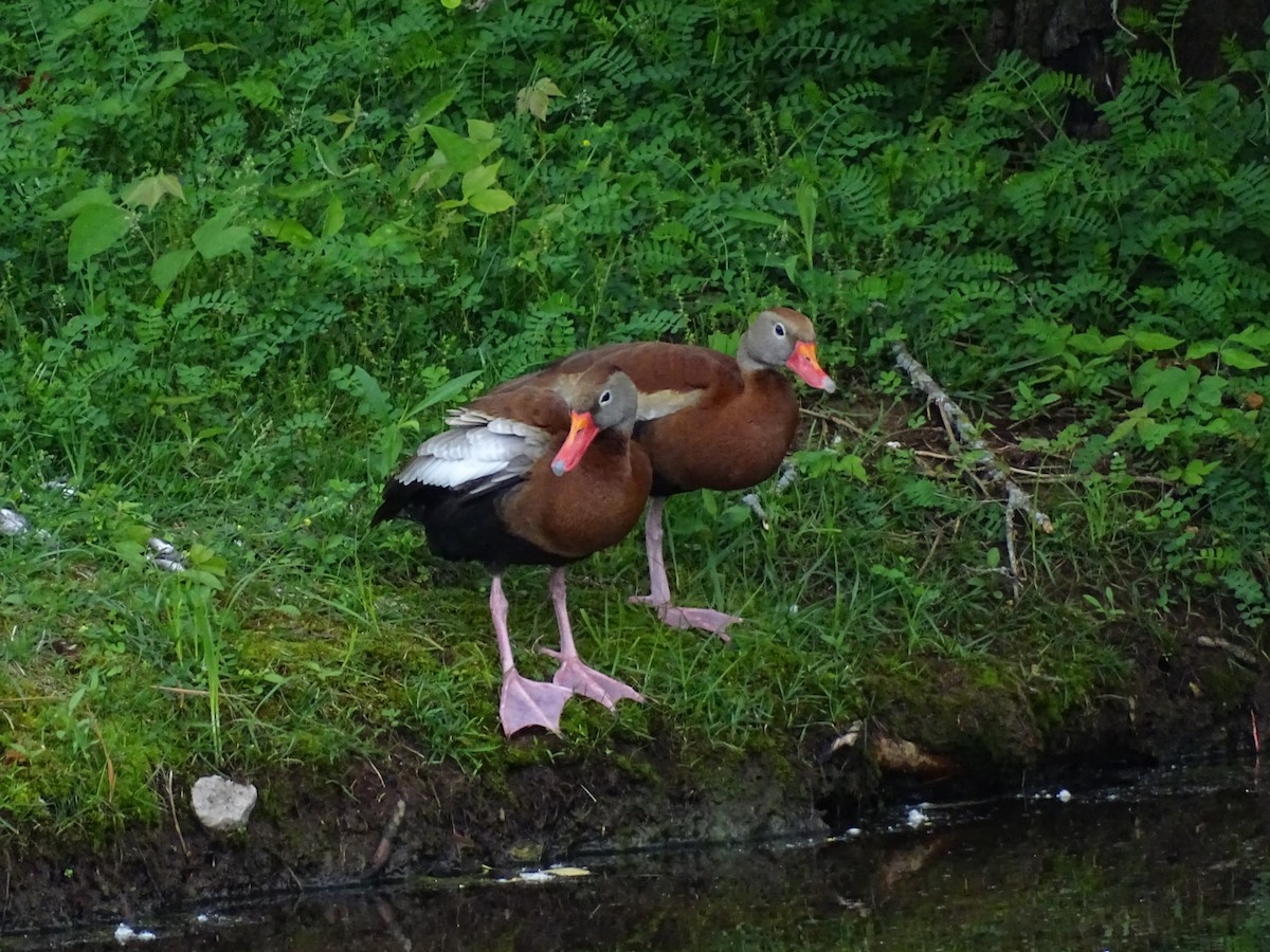 Black-bellied Whistling-Duck (fulgens) - Isaac Goes