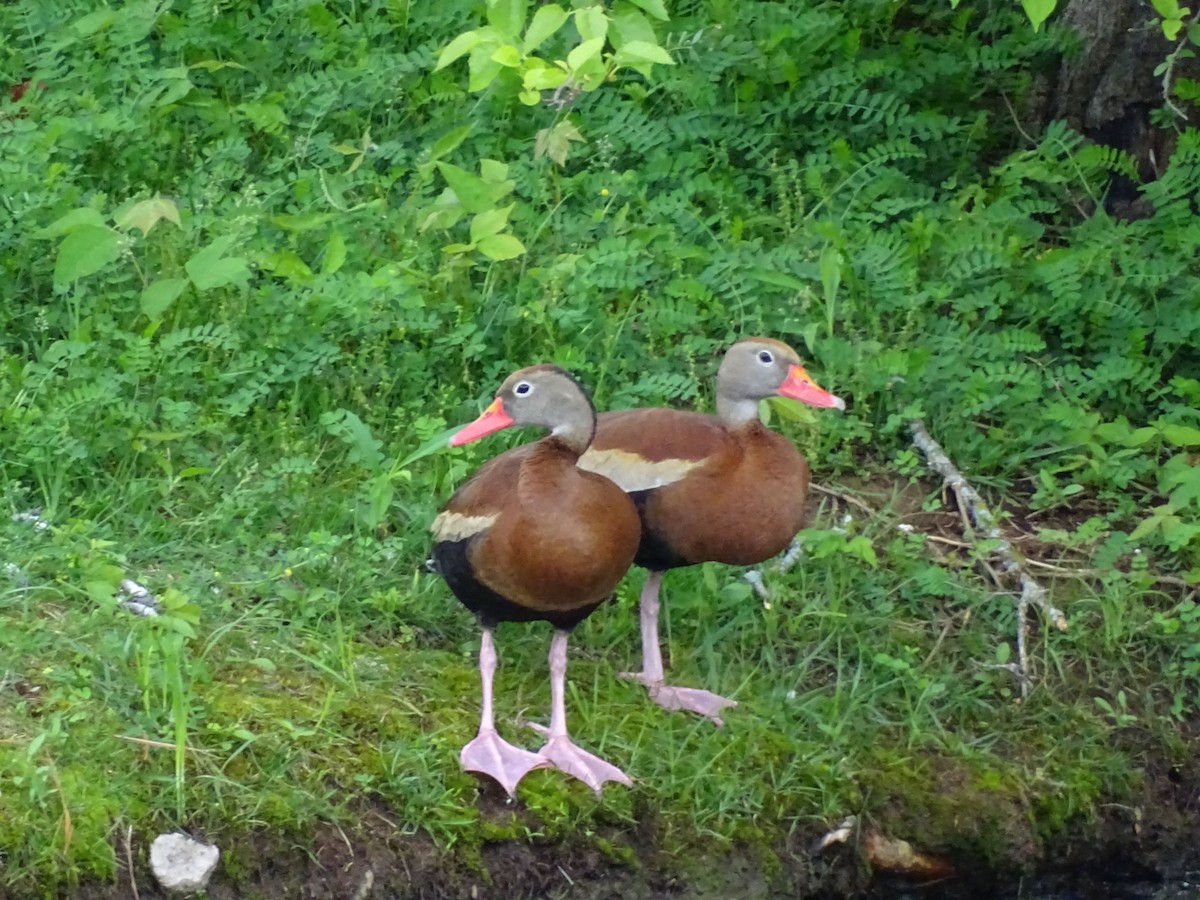 Black-bellied Whistling-Duck (fulgens) - ML618515128