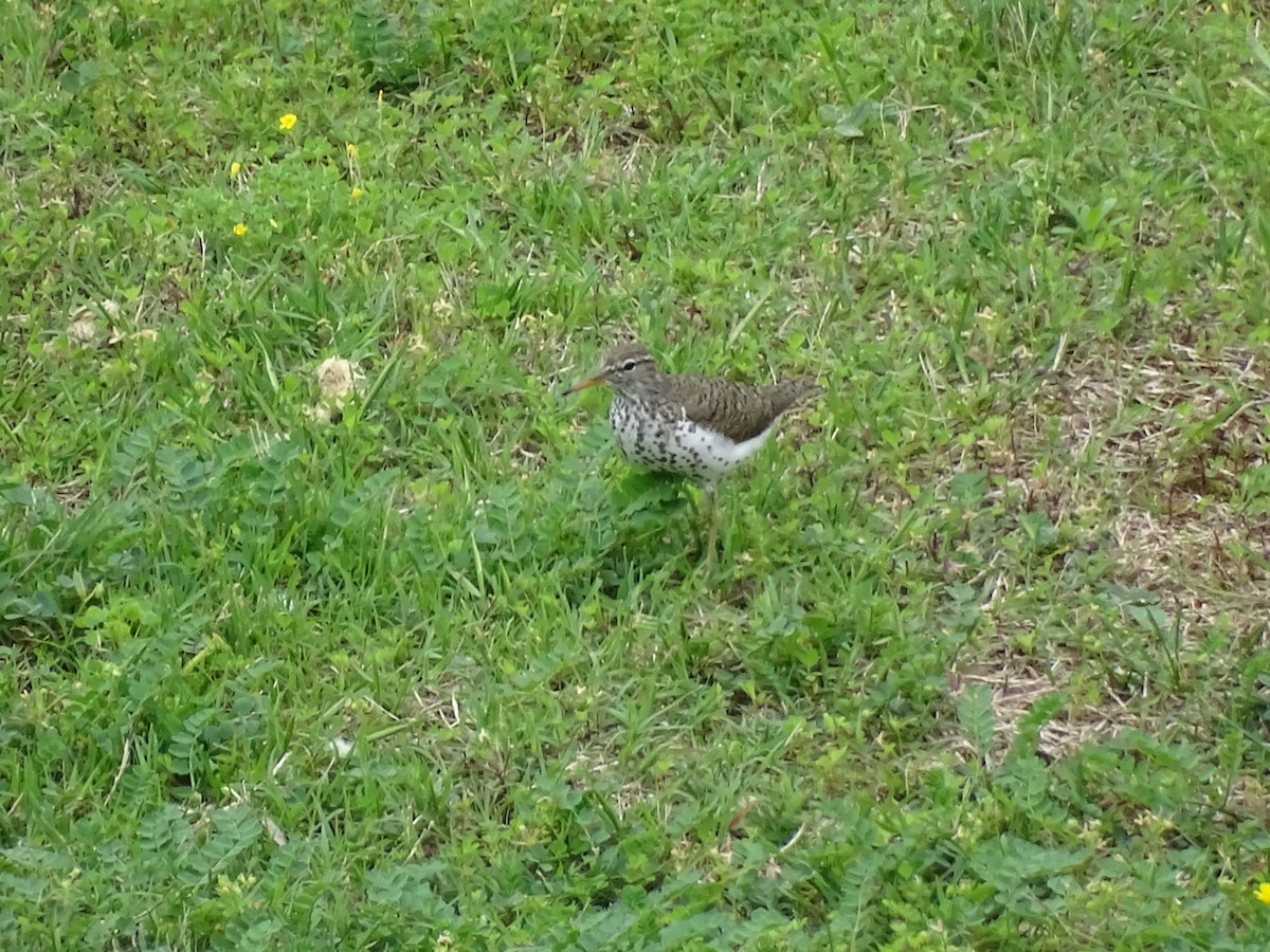 Spotted Sandpiper - ML618515131