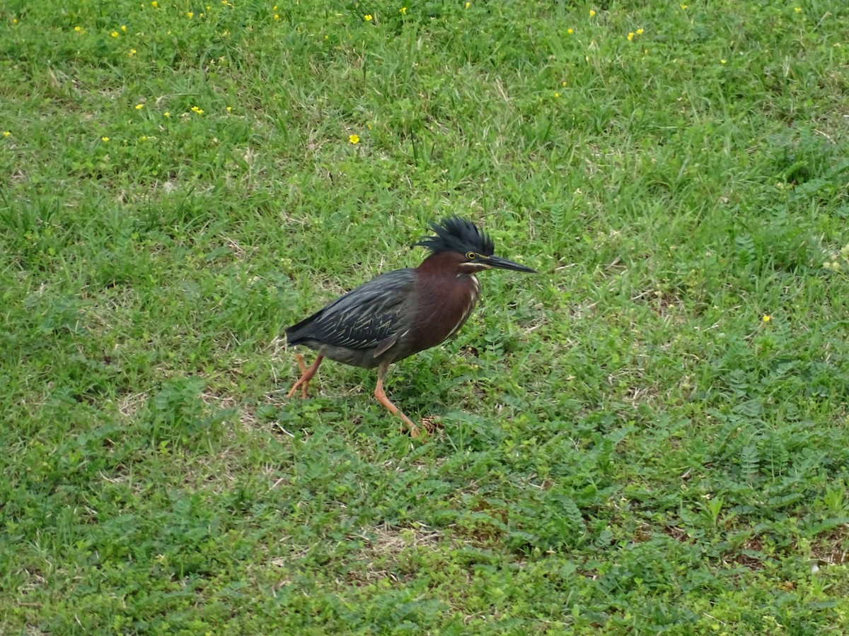 Green Heron - ML618515134