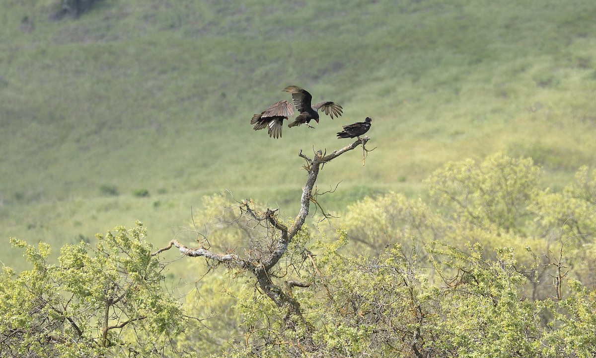 Turkey Vulture - Hampus Sandberg