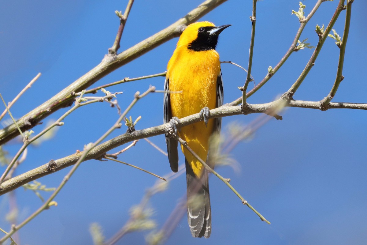 Hooded Oriole - Arthur Krasniewicz