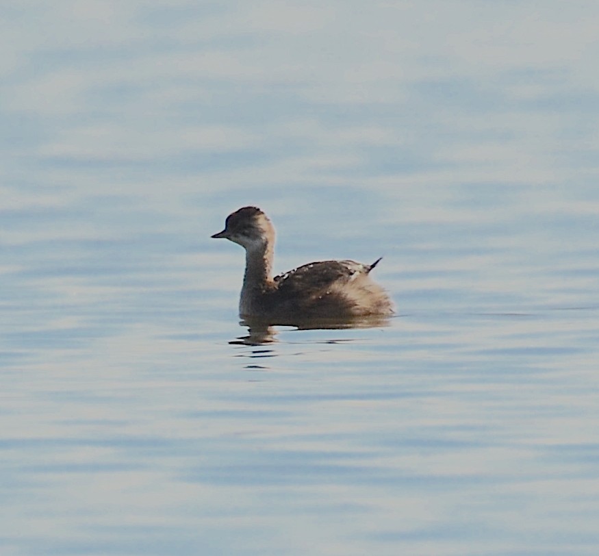 White-tufted Grebe - Andrew Mack