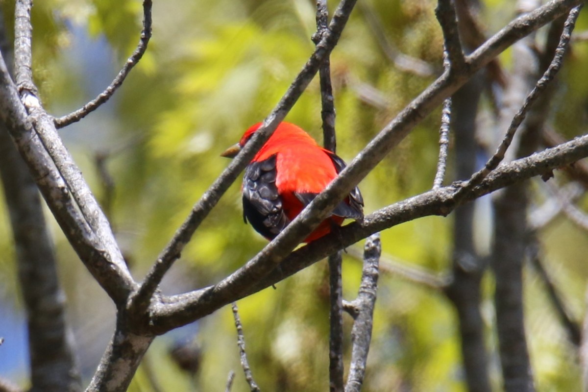 Scarlet Tanager - ML618515193