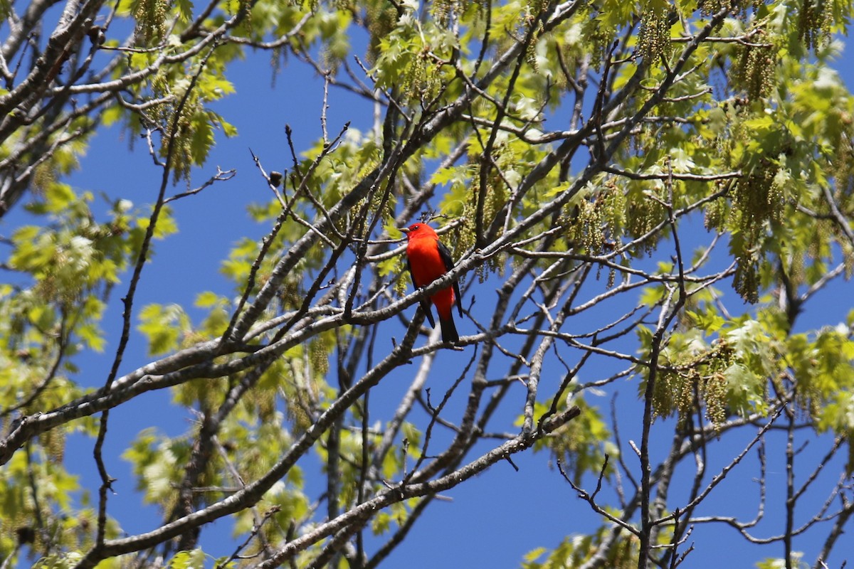 Scarlet Tanager - ML618515194