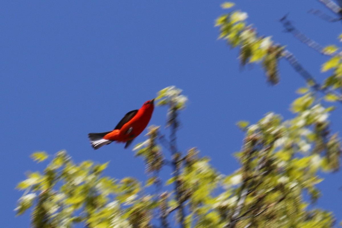 Scarlet Tanager - ML618515195