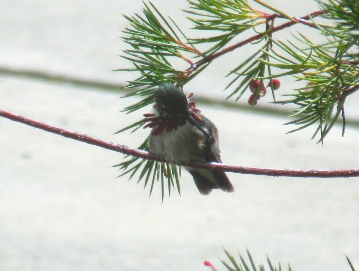Calliope Hummingbird - ML618515204