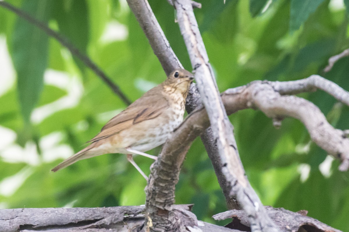 Swainson's Thrush - Brad Dawson